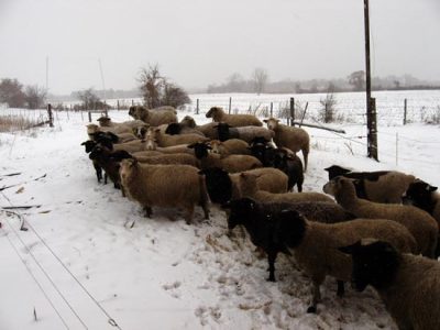 The End of Winter Sheep Image